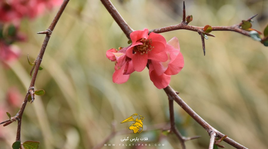 تور وان نوروز 1402