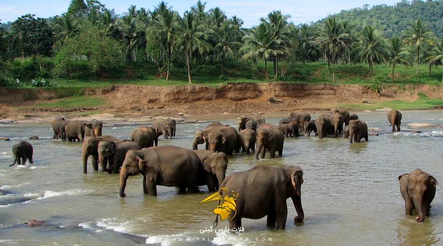 پارک فیل های پیناوالا سریلانکا
