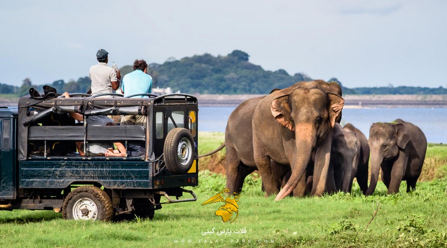 فیلها در  پارک ملی یالا سرری سریلانکا 