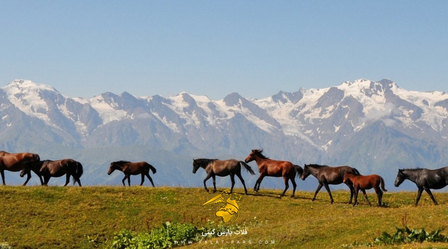 عکس گردشگران سامگرلو زمو سوانتی گرجستان 